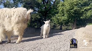 We’re happy to share that the newest and fluffiest addition to Goat Mountain is a boy and has been named Salix! Salix is the Latin name for “Willow” and he was named in honor of Willow, one of our Rocky Mountain goats who passed away earlier this year. The loss of Willow was devastating, but this new life brings everyone at the Zoo—especially our animal care specialists—so much joy. According to our animal care team, this goat family is doing well and Salix, Magnolia and Elbert continue to thriv