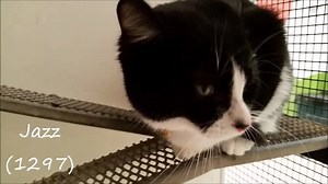 59 reactions · 35 shares | JAZZ & RITZ AVAILABLE FOR IMMEDIATE...