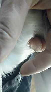 signs to treat guinea pig for mites and lice