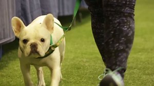 Look at these hard working pups! Over 200 dogs of all sizes and their owners took part in an obstacle course at Bella Vista Training & Care Center on Wednesday, Dec. 28, 2016. The event was sponsored by the Harrisburg Kennel Club. | PennLive.com