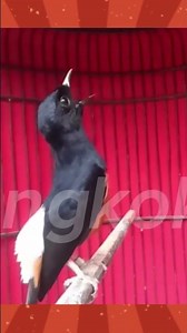 murai batu gacor dorr