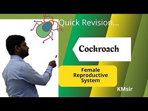 KM Biology - Female Reproductive System of Cockroach #kmsir #zoologynotes #kmsir #kmbiology