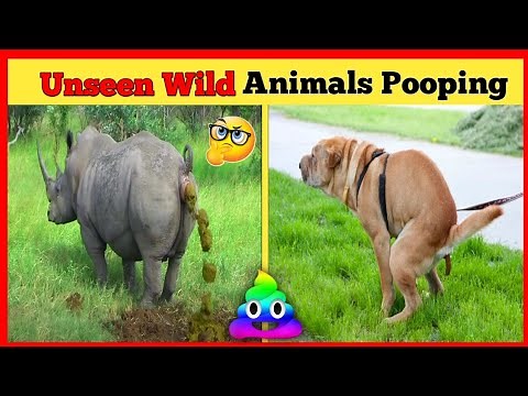 Brutal Moments Wild Animals Pooping Caught On Camera