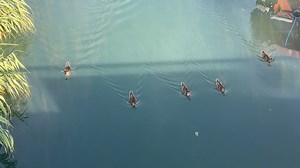 19K views · 177 reactions | Ohrid1.com on Reels | Facebook