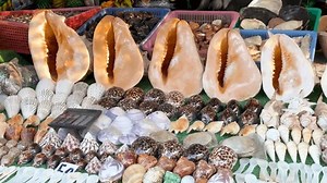 Large Seashells Handicrafts Arranged On Market Stock Footage Video (100% Royalty-free) 3914897013 | Shutterstock