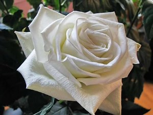 Claudio Villa ~Mamma~ | Canzoni dimenticate