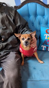 128 reactions · 14 shares | Spicy senior? Sign us up! Mona loves her people, snackies, and sunbathing. She does not like unfamiliar people or people who try to pet her without consent (fair, girl). She's been overlooked for months! Adopt this rebel girl! --> onetail.org | One Tail at a Time | Facebook