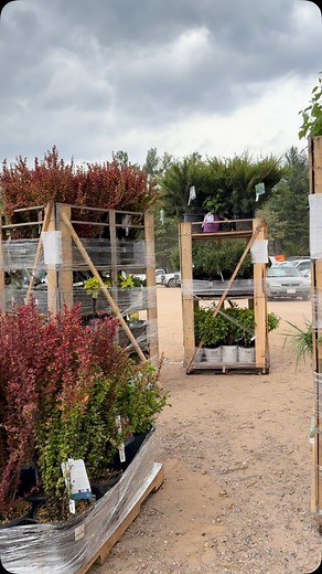 18 racks of perennials, shrubs and trees arrived late today before the storms rolled in! We’re fully loaded up with plants 🌱 | Custom Landscaping of Eagle River, Inc.