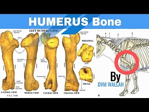 Humerus Bone Of Ox And Horse | Anatomy | DVM Wallah| #vet |#cow #veterinary #uvas #milk #anatomy