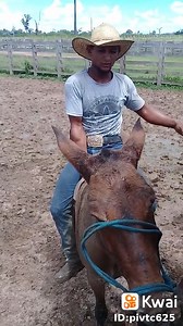 20K views · 398 reactions | Aoooo menino,segura firme aí | Neno Batista | Facebook