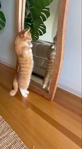 Munchkin Cat Freaks Out at Funhouse Mirror! #FunnyCat #Munchkin #MirrorMoments