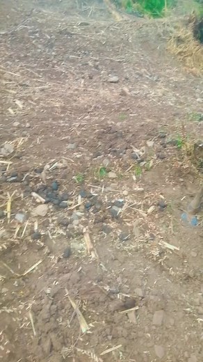 Max Ferro borda on TikTok