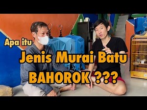 Sejarah Murai Batu Bahorok