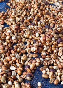 8K views | Fascinating process of harvesting coffee | Gorgeous | Facebook