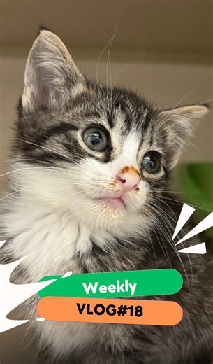 Weekly Vlog #18 – New Faces & Sweet Goodbyes From new rescues to emotional send-offs, this week reminded us why we do what we do. Every life saved is a step closer to a better world. 💛 We can’t do this without you, and we’d love for you to join us on this life-saving mission. 🐾❤️🐶 Tag an animal lover & share to spread the love! #RescueStories #AMAAnimalRescue #AdoptDontShop #weeklyvlog | AMA Animal Rescue