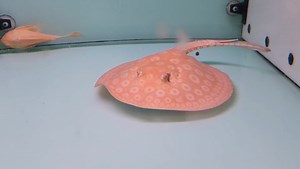 18 reactions | Albino Pearl male 25cm disk avl, amazing pattern & colour!! Pls PM us for more detail | Aquatico Aquarium | Facebook