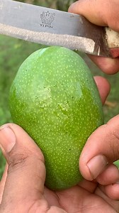 Unripe Mango (Kachi Ambli) is ready for Taste 😋 #ravalmango #trend #foryou - #fruit - #fruits - #fruitlover - #fruitart - #fruitbowl - #fruitography - #fruitcarving - #fruitjuice - #fruitarian - #fruitsofinstagram - #fruitvideo - #fruittok | RAVAL MANGO FARM
