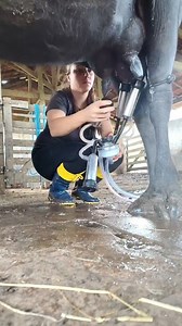 32K views · 613 reactions | Real farm life, real work 懶 Early mornings, muddy boots, and fresh milk straight from the source. This is where dedication meets nature. | Farmer girl | Facebook