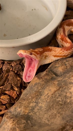 "31 year old 'Pepperoni' the corn snake does a BIG yawn!" H/t u/YASSSDovahqueen via r/aww | Reddit