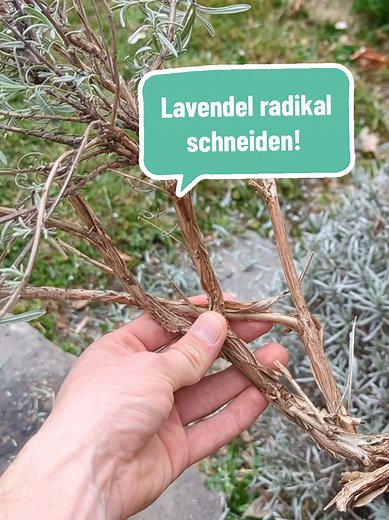 Radikalschnitt für gesunden Lavendel