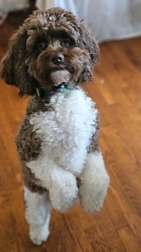 Walkin' around here like he own the place... #BaxterHuggins #CockapooTude #Cockapoo #dog #jamesbrown #fbreelsfypシ゚viralシ | Teresa French Catron