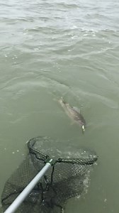 22K views · 152 reactions | Nothing excites Lake Erie anglers as much as a big walleye   419 Lake Erie Sportfishing  Lakeside Marblehead, OH #lakeerie #fishing #walleye #ohio #fishingbooker | FishingBooker | Facebook