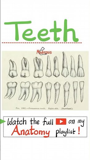 Anatomy of Teeth 🦷 ..#cardio #anatomy #physiology #biology #nurse #doctor #mbbs #art #neuroscience