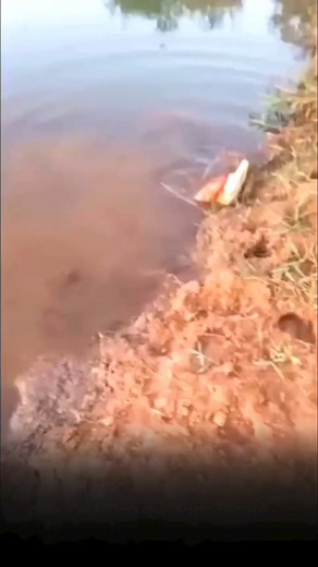 Vídeo impressionante mostra peixe elétrico matando jacaré. | Tribuna TOP