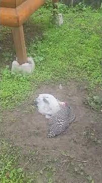 Why do chickens dig holes?