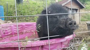 1.6K views · 149 reactions | Happy Friday from Mac! How about a $5 Friday for this cutie pants? He gets neutered next week and we can't wait to see him blossom once his hormones clear up 藍 ➡️ pigsburghsquealers.com/support | Pigsburgh Squealers Rescue | Facebook