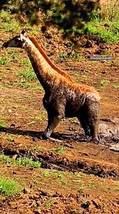 A young giraffe struggles to escape the swamp 漣 #WildlifeStruggles #AnimalBehavior #NatureEncounters #Animal #Wildlife | Trolling Français | Facebook