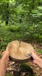 Survival Skills: A Sturdy Chair in 5 Minutes in the Wild. #survival #camping #skills | Sergio Outdoors Survival