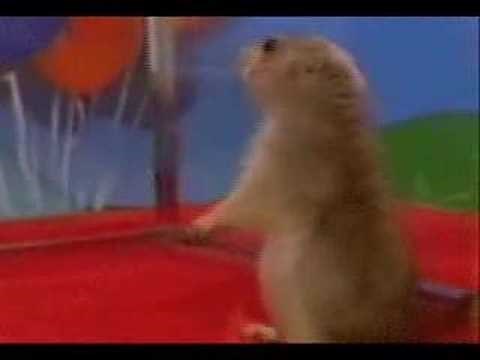 Dramatic Look Prairie Dog Hamster