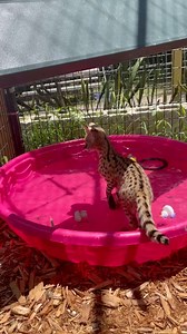 African Serval Cat cools off in pool on a hot summer day! Make sure to follow The C.A.R.E. Foundation for more videos! | The CARE Foundation