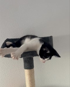 🌺 En famille d’accueil sur Entzheim 🔹Présentation : FÉLIX chaton mâle né en avril 🔹Histoire: A été trouvé errant dans le rue avec son frère en Roumanie 🔹 Caractère : Peureux dans un premier temps, puis très câlin et doux une fois mis en confiance, un autre chat au sein du foyer serait un plus. 🔺 Les chatons sont interdits de sortie, et ce même adulte 🔺Frais d’ adoption : 170€ ( mise en conformité / vaccin rage et transport vers la France ) 🔹 Pour adopter Félix le formulaire à remplir et à