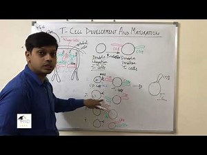 T Cell Development And Maturation by Dr. Vipin Tyagi