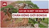 Cây me ‘dị biệt’ 100 năm giá trị hàng tỷ đồng, gây sốt tại Festival cây cảnh VNUA 2025