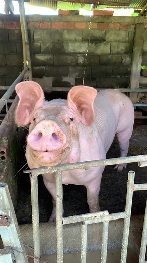 6.7K views · 105 reactions | Biggest Mother Pig Oinking #pig #piggy #pigs #pigsofinstagram #minipig #animals #love #cute #piglets #piglife #pigstagram #piggies #oink #pork #guineapig #piglets #minipigs #piglove #cutepig #petpig #piglover #farm #pigsaspets #farm #piggy #piglets #pigbreed #breeding #superpigbreed #pigfarmingforbeginner #technologypigfarming #bestfarmever #bestbreedever | Pig Videos | Facebook