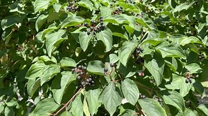 Cornus Sanguinea Common Dogwood Bloody Dogwood Stock Footage Video (100% Royalty-free) 3574495657 | Shutterstock