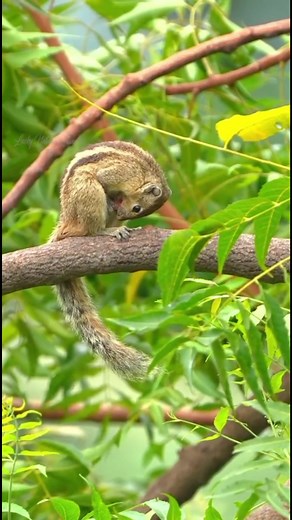 Funny squirrel compilation: cute & hilarious squirrel moments