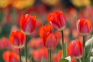 What to Do With Tulips After They Bloom