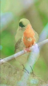 Morning Birdsong Dawn Chorus – Relaxing Birds Singing in Nature Sounds | No Music, Real Audio