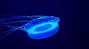 Adult crystal jelly, aldersladia magnificus, new genus and species of hydromedusa swimming and floating in the water, emit green bioluminescence, green fluorescent protein around the edge of its bell | Premium Stock Video Footage