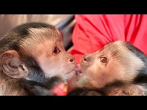 Capuchin Monkeys Loving & Grooming! #CutestVideoEver