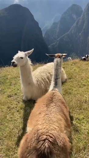 From ancient ruins to breathtaking vistas, every step in this lost city is a testament to the Incas' ingenuity and spirit. 🏞️✨ 🏆 Machu Picchu in Peru is one of the voted #New7Wonders of the World announced on 07.07.07. Tag us @new7wonders in your photos/videos if you want to be featured. 🎥 Gabriel Loco Traveller Instagram Visit Peru Visit7Wonders -- #discoverperu #new7wonders #discoveryearth #wondersoftheworld #7wondersoftheworld #machupicchumountain #worldwonder #sevenwonders #exploreperu #p