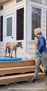 We're thrilled to share the big news: our Dog Trainer Professional (DTP) program is now available in a fully online format! As one of the most highly regarded dog trainer education and certification programs, you can now enhance your skills and elevate your career entirely from the comfort of your own home. 🌐 Why Virtual? Wherever you are in the world, you can immerse yourself in a dynamic learning experience with access to our renowned curriculum and faculty. 👩‍💻 Flexible Learning: Attend sc