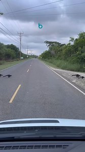 Wow! 😮 Friday traffic in #HopkinsVillage #Belize Coatimundi crossing the road! Hamanasi Resort Get To Know Belize Adventures 📷: #HopkinsUnCut | Hopkins UnCut
