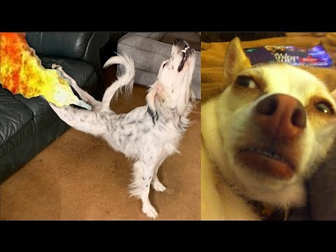 10 Minutes Of Dogs Reaction To Fart 🐕💨 - TRY NOT TO LAUGH 😂😂😂