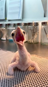 Baby secretary bird cuteness! 🥰🐣 | San Antonio Zoo