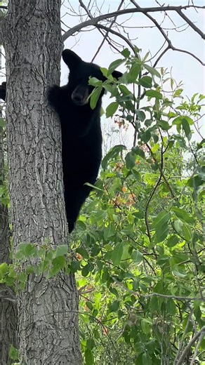 Black Bear in tree!!! 🧸🐻 #wildanimals #blackbear #bear #bears #bearsoftiktok #wildlifephotography #prairiesunsetranchontiktok🐮 #smallfarm #farming #prairiesunsetranch #aaronthebeefbaron2025 #aaronthebeefbaron2025 #aaronfrompsr #wildbear #bearcub #bearcubs